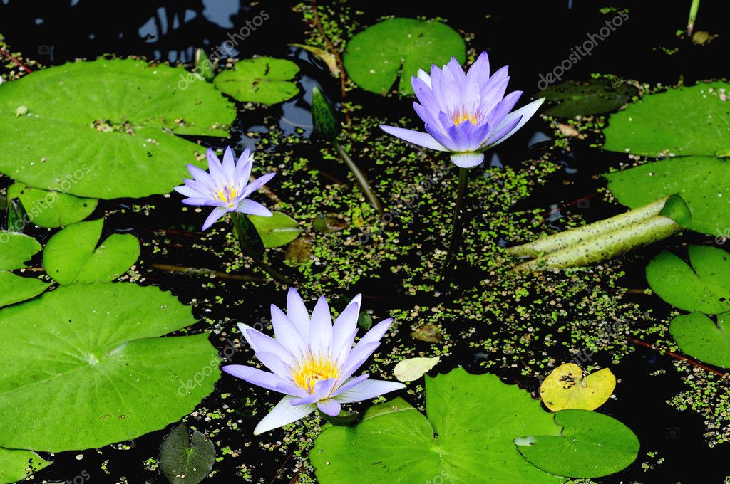 Lirio de agua en color púrpura: fotografía de stock © zenjung #3594808 |  Depositphotos