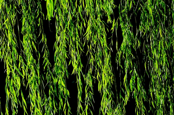 Willow leaf in sunlight — Stock Photo, Image