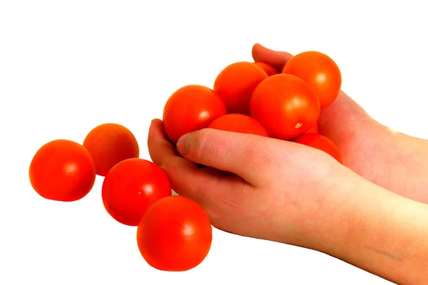 Tomates cultivées maison — Photo