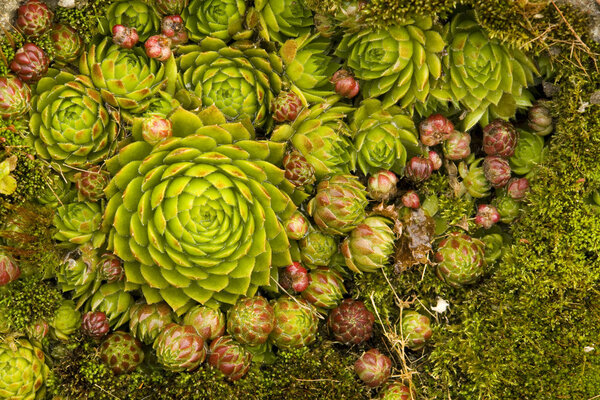 Saxifrage rejuvenated