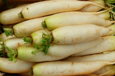 Daikon - Japonca turp