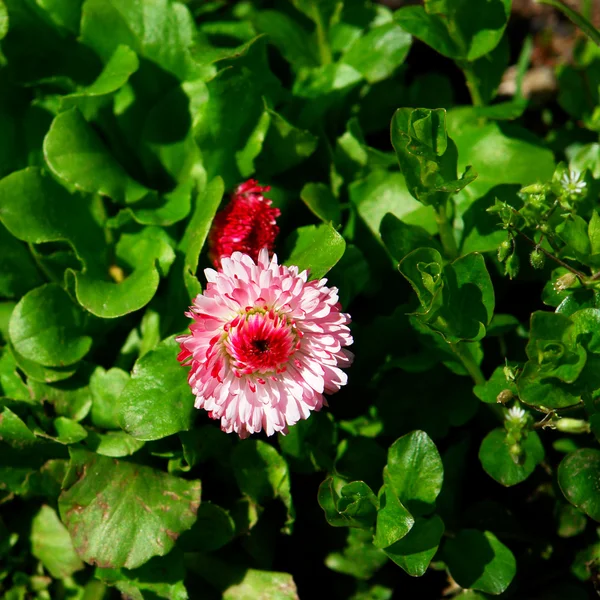 Daisy (Bellis) bloemen — Stockfoto