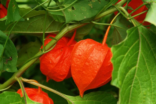 stock image Red physalis on green