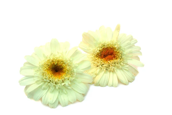 Zwei Kamillenblüten — Stockfoto