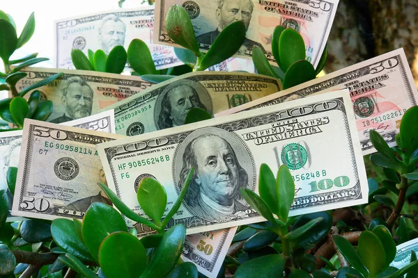 Monetary tree — Stock Photo, Image