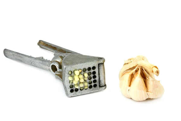 Lis na česnek — Stock fotografie