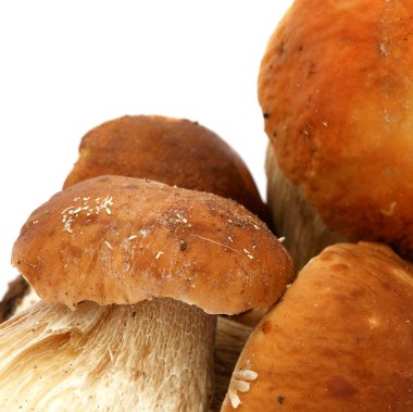 Ceps