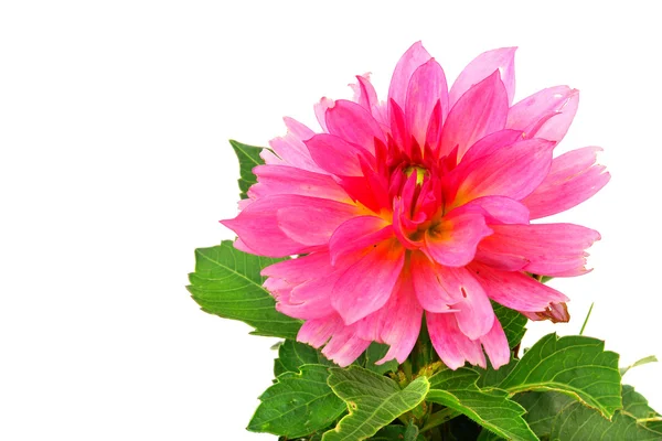 Квітка жоржин — стокове фото