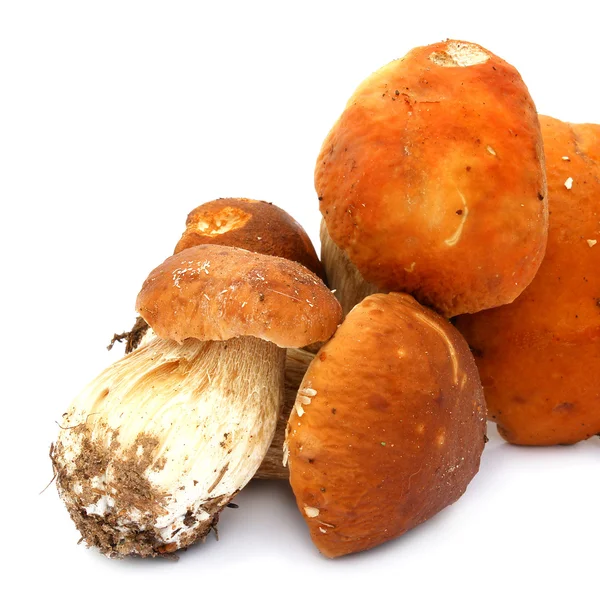 stock image Ceps