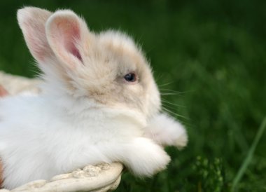 küçük tavşan