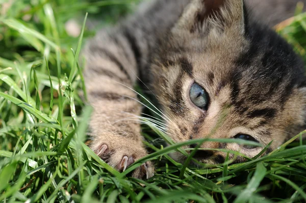 Kitten — Stock Photo, Image
