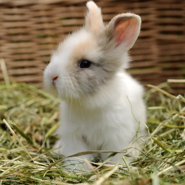 Little Rabbit — Stock Photo, Image