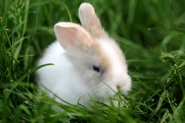 stock image Little Rabbit