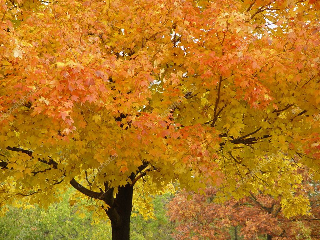 Autumn In Ohio — Stock Photo © stockwagon #2861757