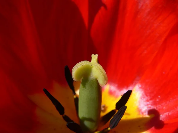 Macro, tulipa — Fotografia de Stock