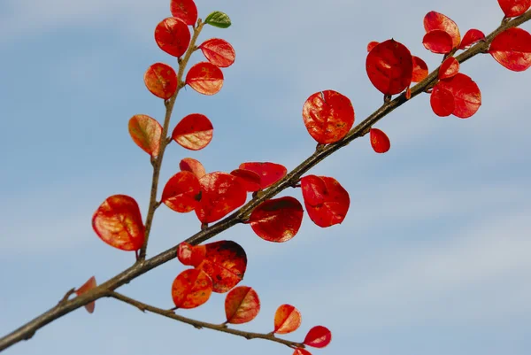 緑と赤の葉と枝 — ストック写真