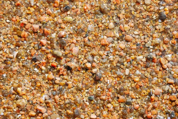 Muschel am Strand im Sand — Stockfoto