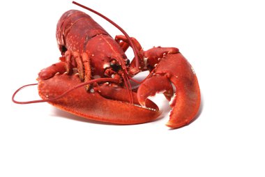 Breton lobster. clipart