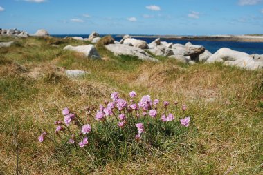 bir kumul üzerinde büyüyen Armiria maritima pembe deniz