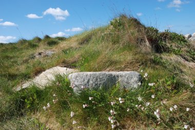 Dune marram çim ve çiçek