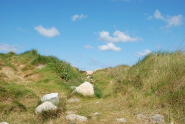 Dune marram çim ve çiçek