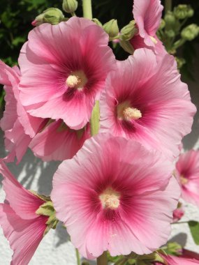 Garden hollyhock lcea Althea rosea clipart