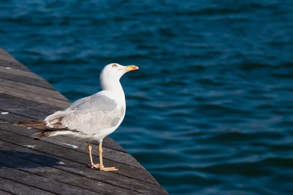 stock image Sea gull standing on the edge of wooden bridge