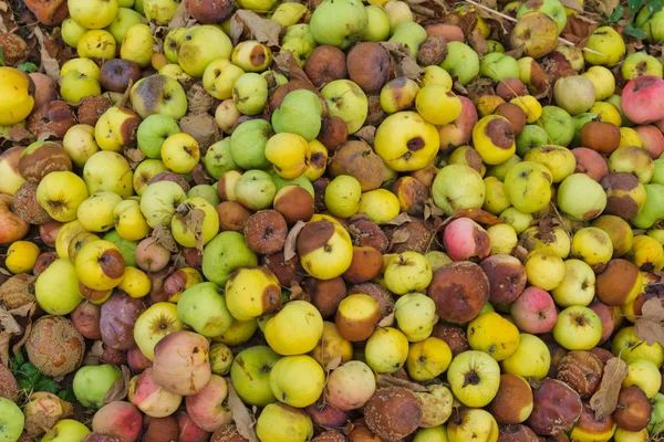 stock image Pile of rotten apples