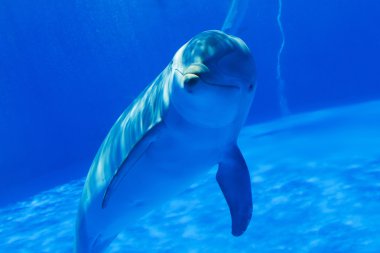 Dolphin under water clipart