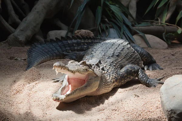 stock image Crocodile with open mouth