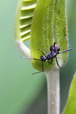 yaprak üzerine ant