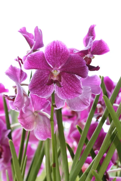Orquídeas rosadas —  Fotos de Stock