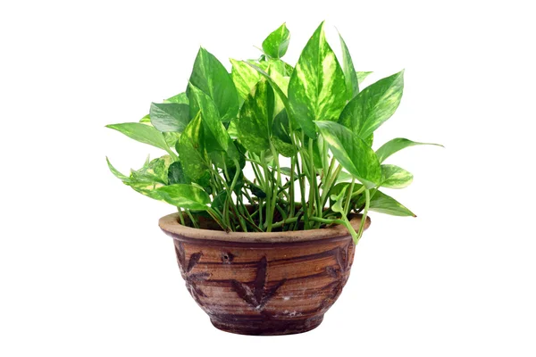 Potplant — Stockfoto