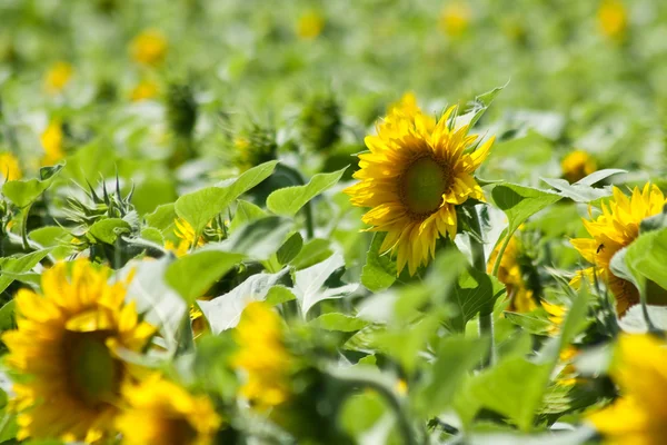 Sunflowers in the foreground — Stock Photo, Image
