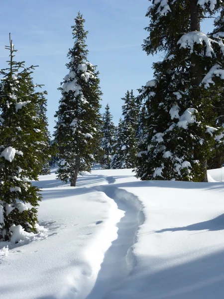 Brad copaci de iarnă — Fotografie, imagine de stoc