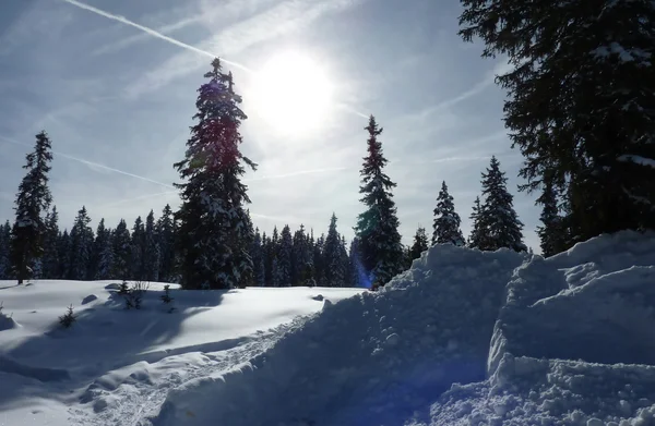Kışın köknar ağaçları — Stok fotoğraf