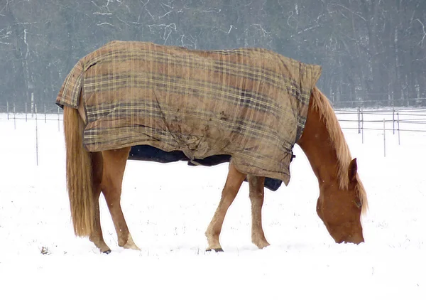 Eating brown horse in winter — Stock Photo, Image