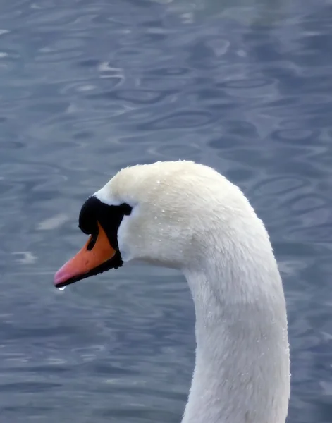 白鳥の頭 — ストック写真