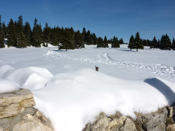 Mauer und Tannenwald im Winter — Stockfoto