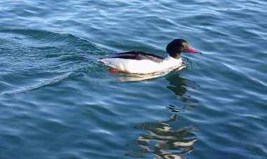 goosander erkek ördek