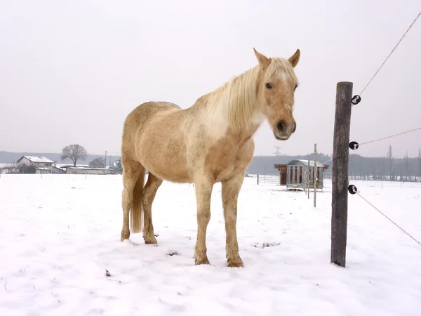 Лошадь стоит в снегу — стоковое фото