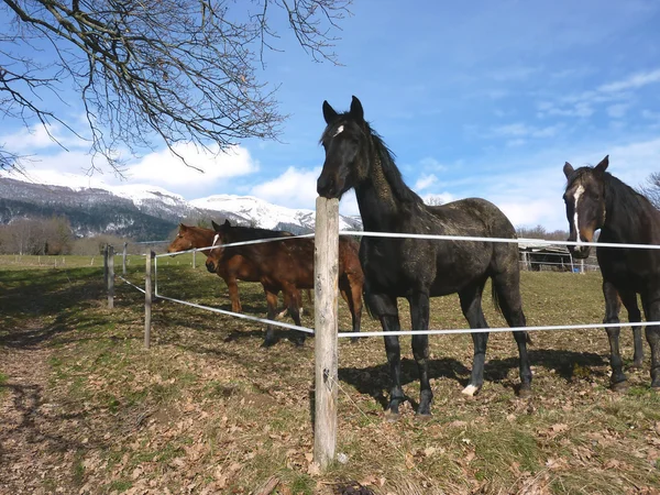 Лошади за забором — стоковое фото