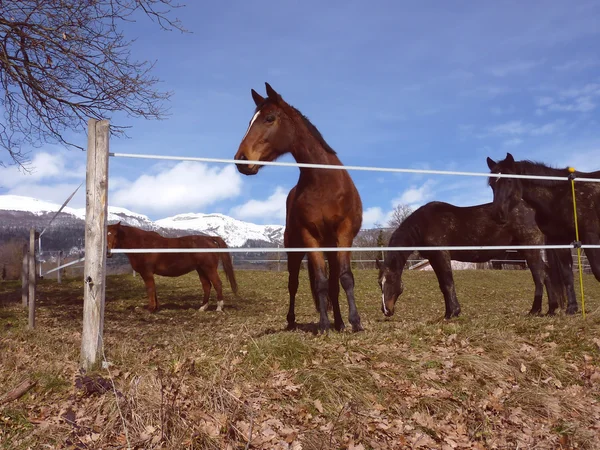 Hästar på en äng — Stockfoto