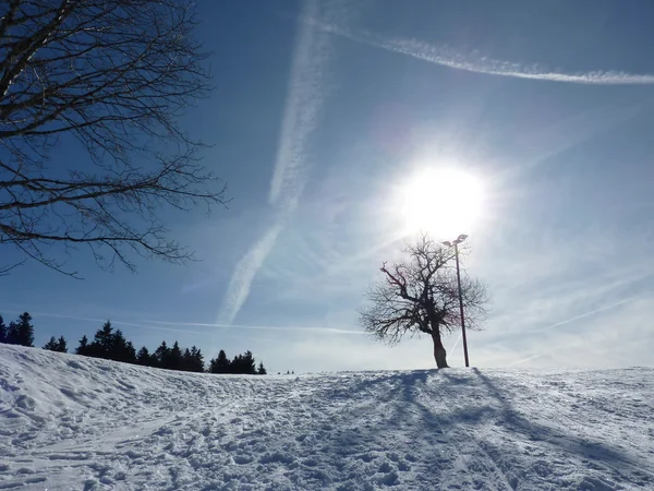 Colinas nevadas y árboles —  Fotos de Stock