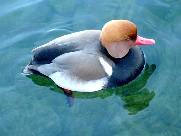 Czerwona głowa kaczka — Zdjęcie stockowe