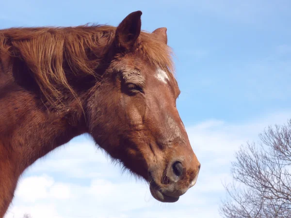 Huvud av en brun häst — Stockfoto