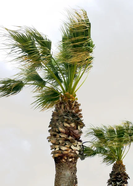 Palmbomen in de wind — Stockfoto