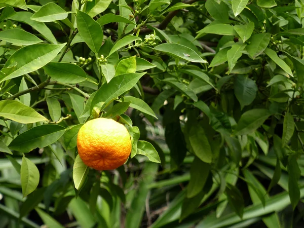 Arbre orange — Photo