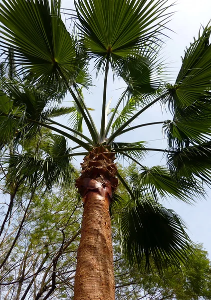 Palmboom en bruin trunk — Stockfoto