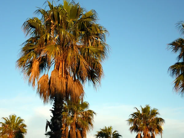 Palmbomen door zonsondergang — Stockfoto